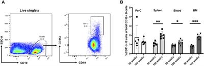 Single-cell profiling of CD11c+ B cells in atherosclerosis